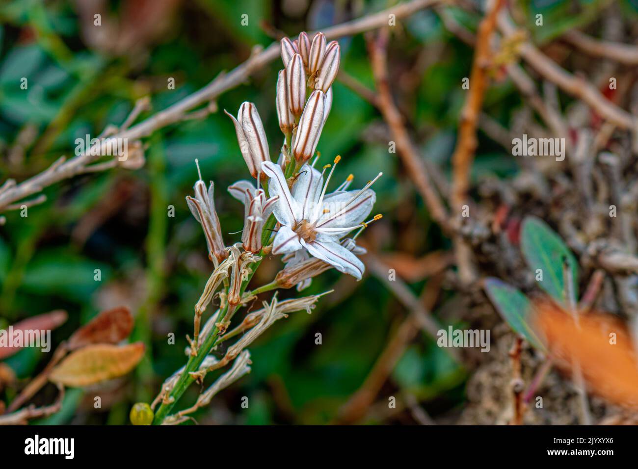 Asphodelus ramosus, l'asphodel ramifié Banque D'Images