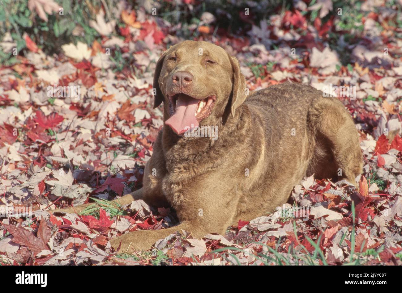 Le Chesapeake Bay Retriever se pose dans une pile de feuilles. Banque D'Images