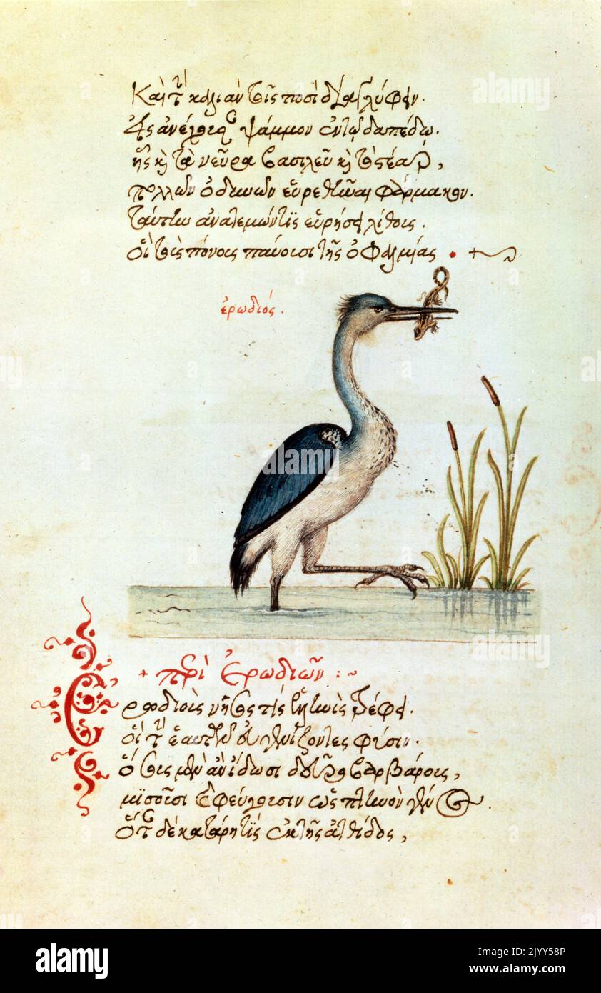 Le Heron, 1564. Illustration d'une copie française du Bestiaire de