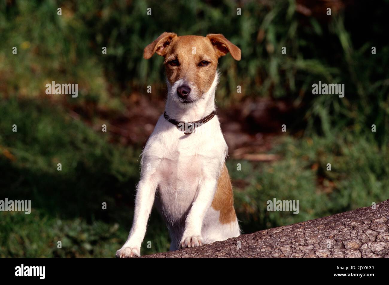 Jack Russell Terrier avec les jambes à l'avant sur le tronc de l'arbre Banque D'Images