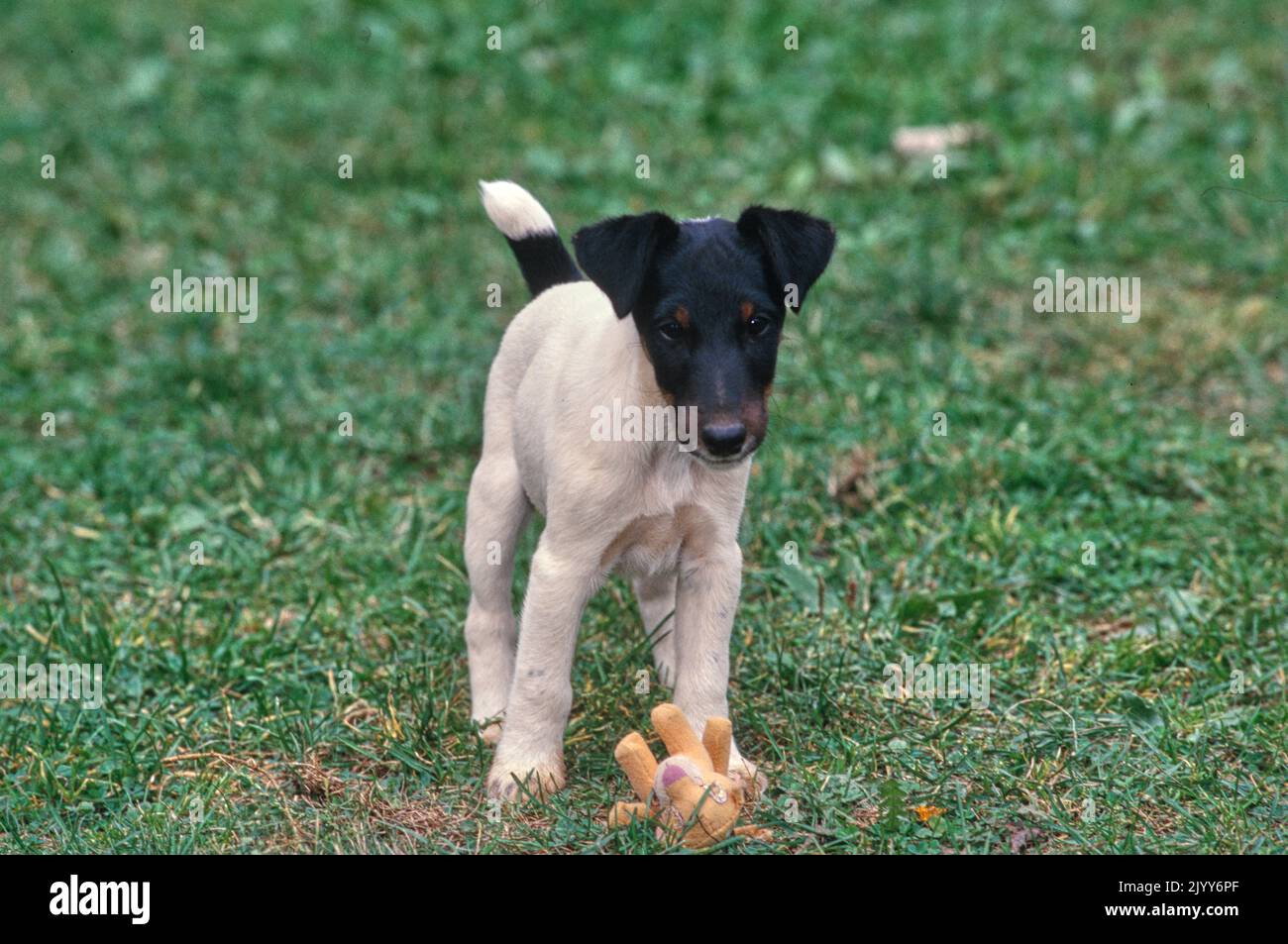 Chiot Fox Terrier lisse debout à l'extérieur dans l'herbe avec jouet lion Banque D'Images