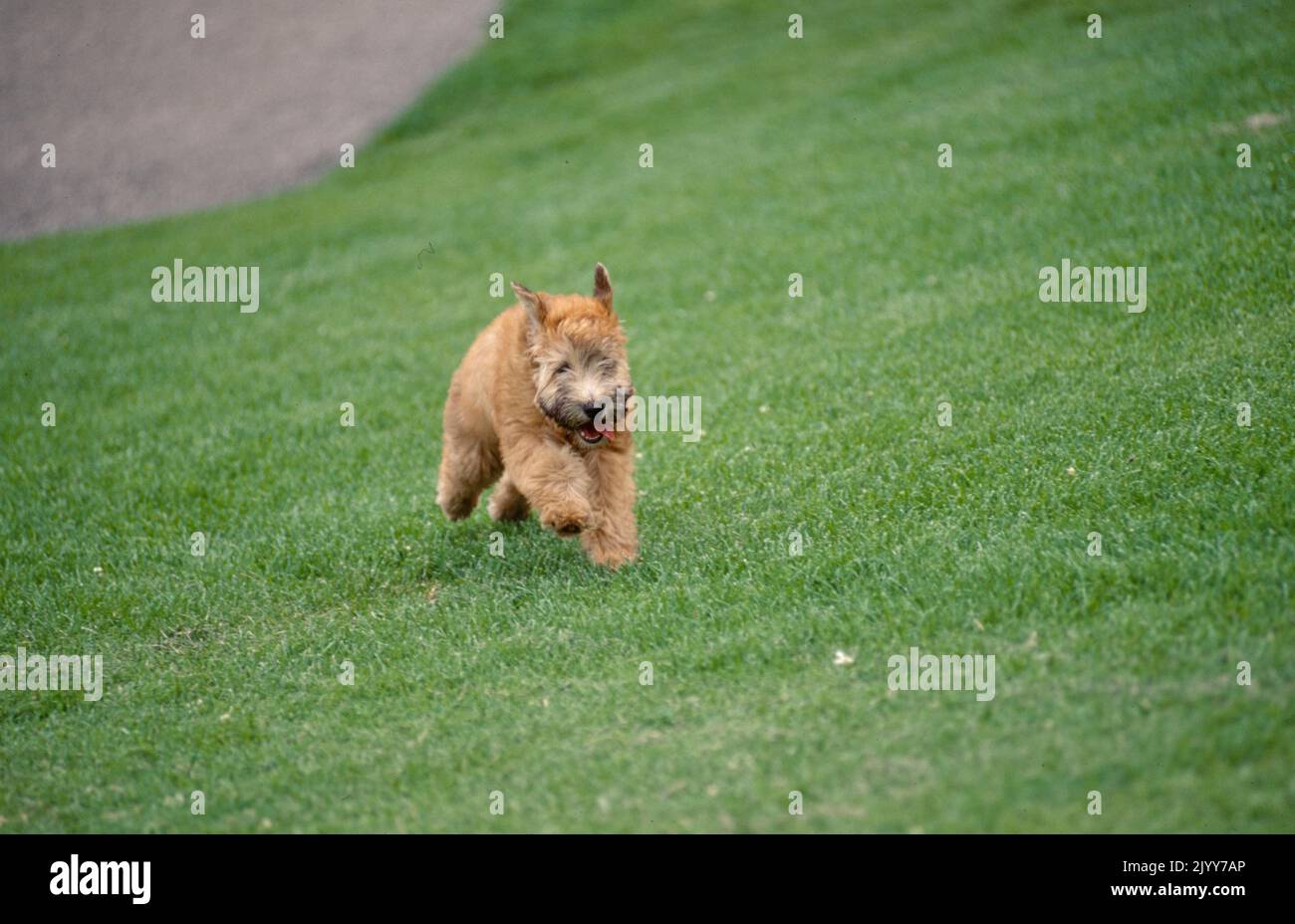 Chiot Wheaten Terrier à revêtement doux qui traverse l'herbe à l'extérieur Banque D'Images