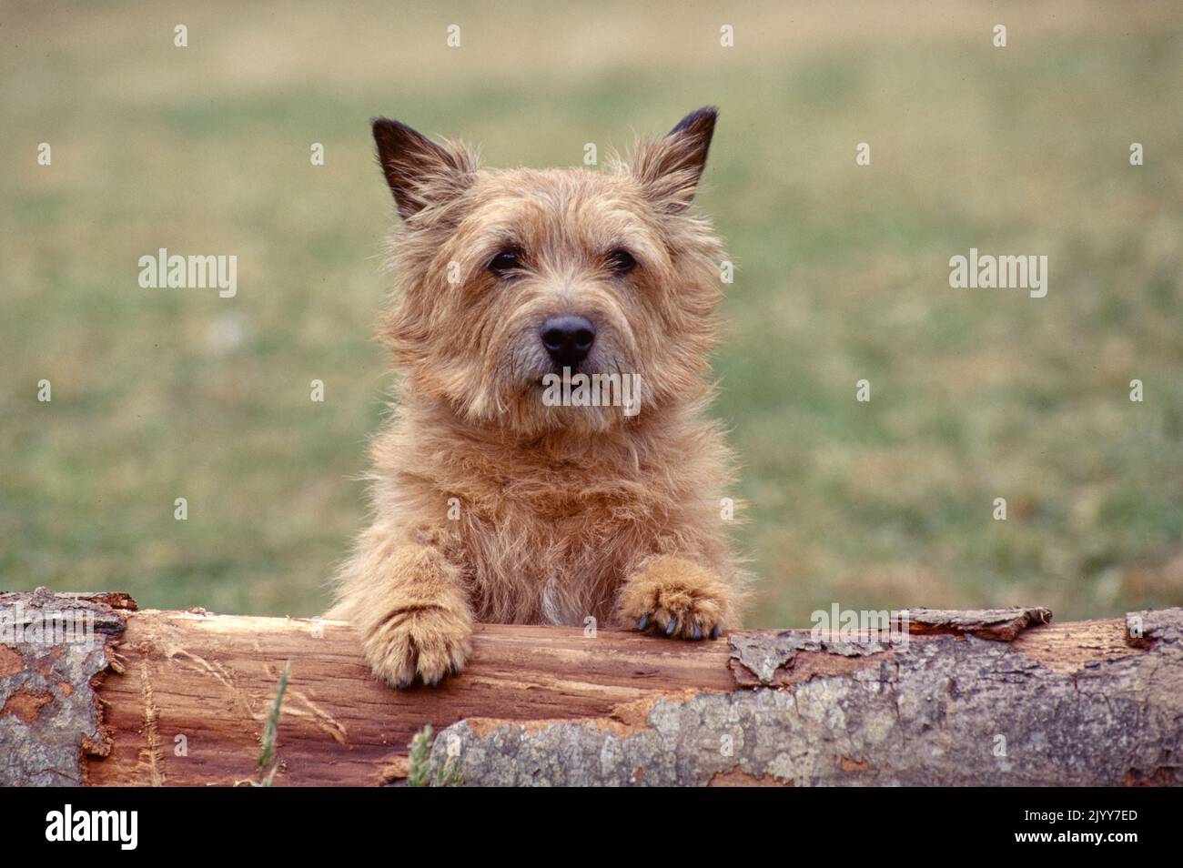 Norwich Terrier assis sur le tronc de l'arbre Banque D'Images