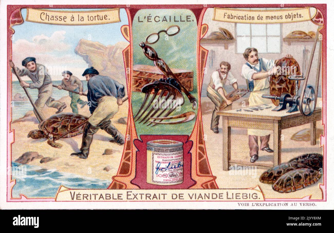 Publicité pour les produits Liebig; la chasse à la tortue géante et la fabrication de peignes de leurs coquilles. Banque D'Images