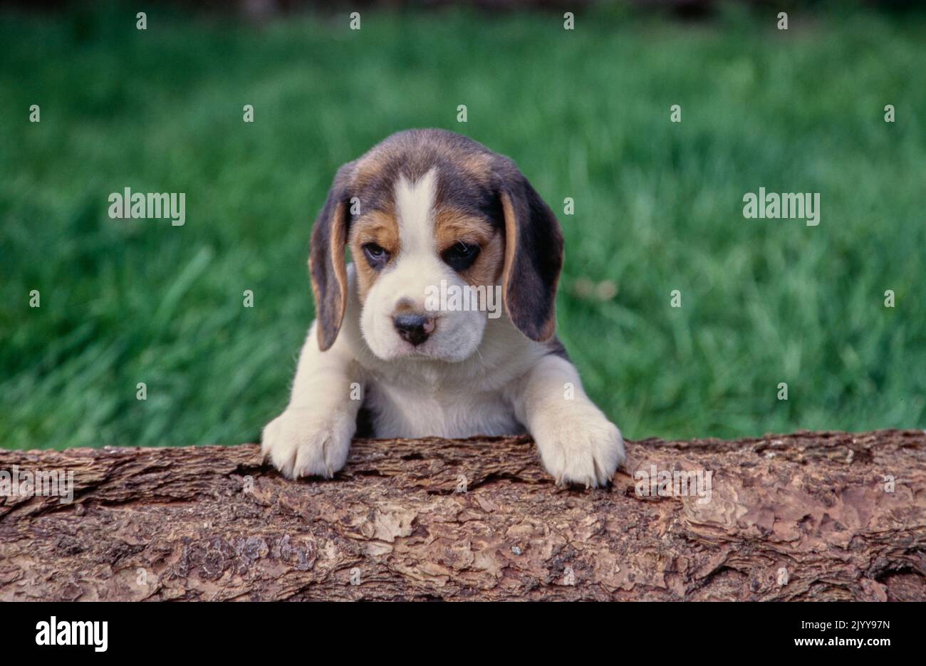 Beagle chiot assis sur le tronc à l'extérieur Banque D'Images
