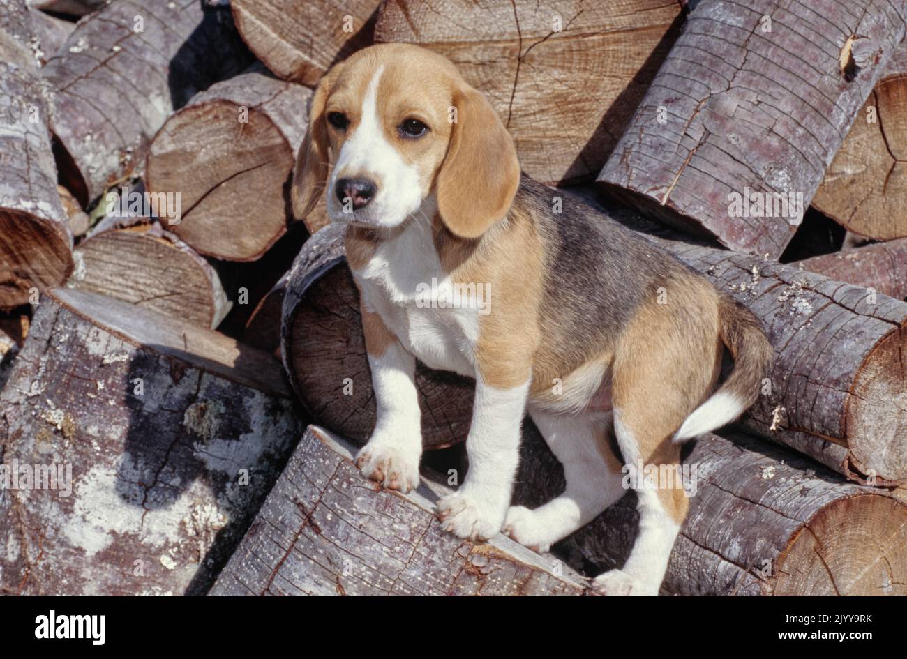 Beagle chiot assis sur des rondins en bois Banque D'Images
