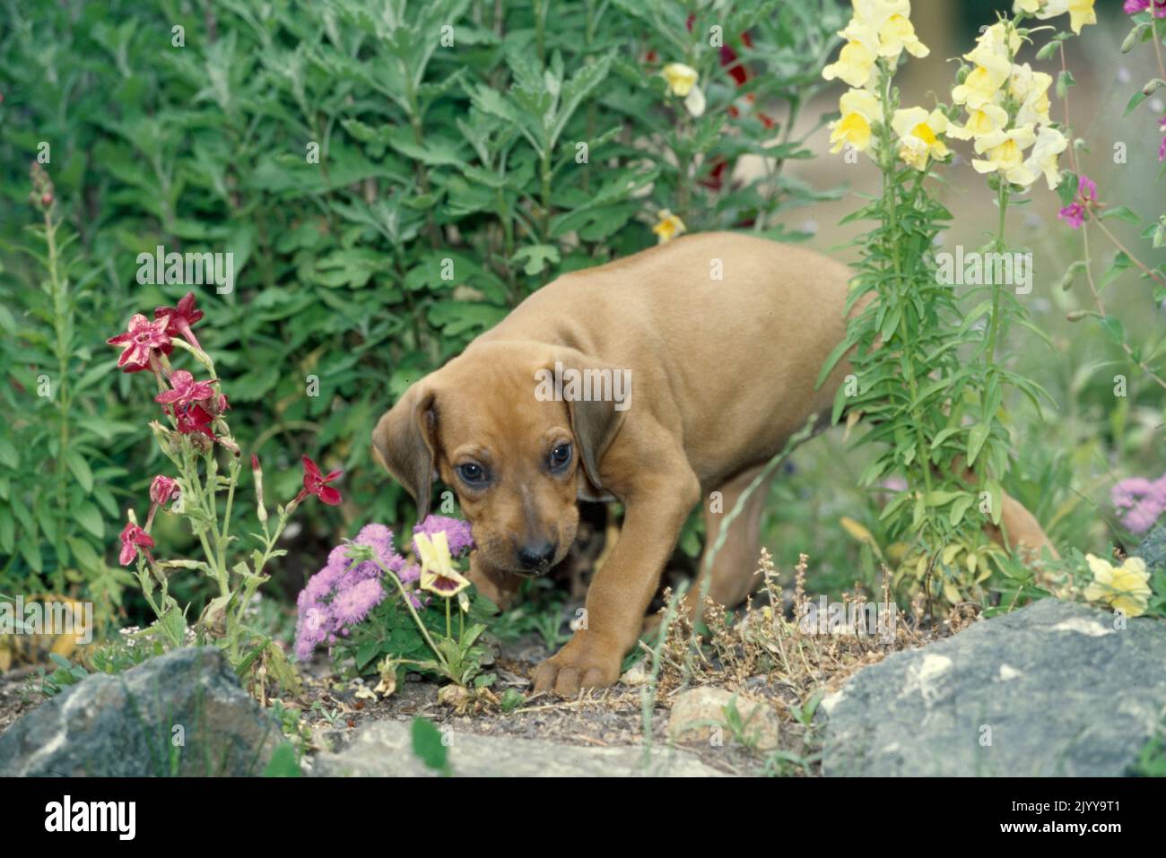 Chiot Rhodésien Ridgeback debout dans le jardin fleuri Banque D'Images