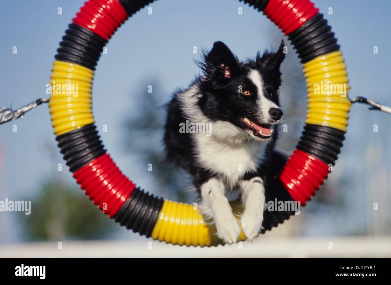 Border Collie sautant à travers le cerceau Banque D'Images