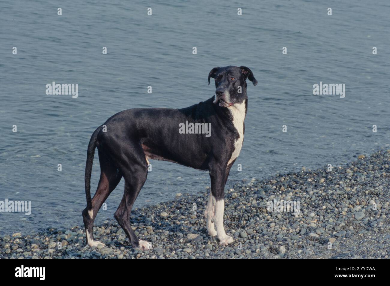 Super Dane sur la plage en regardant à l'arrière avec la bouche ouverte Banque D'Images