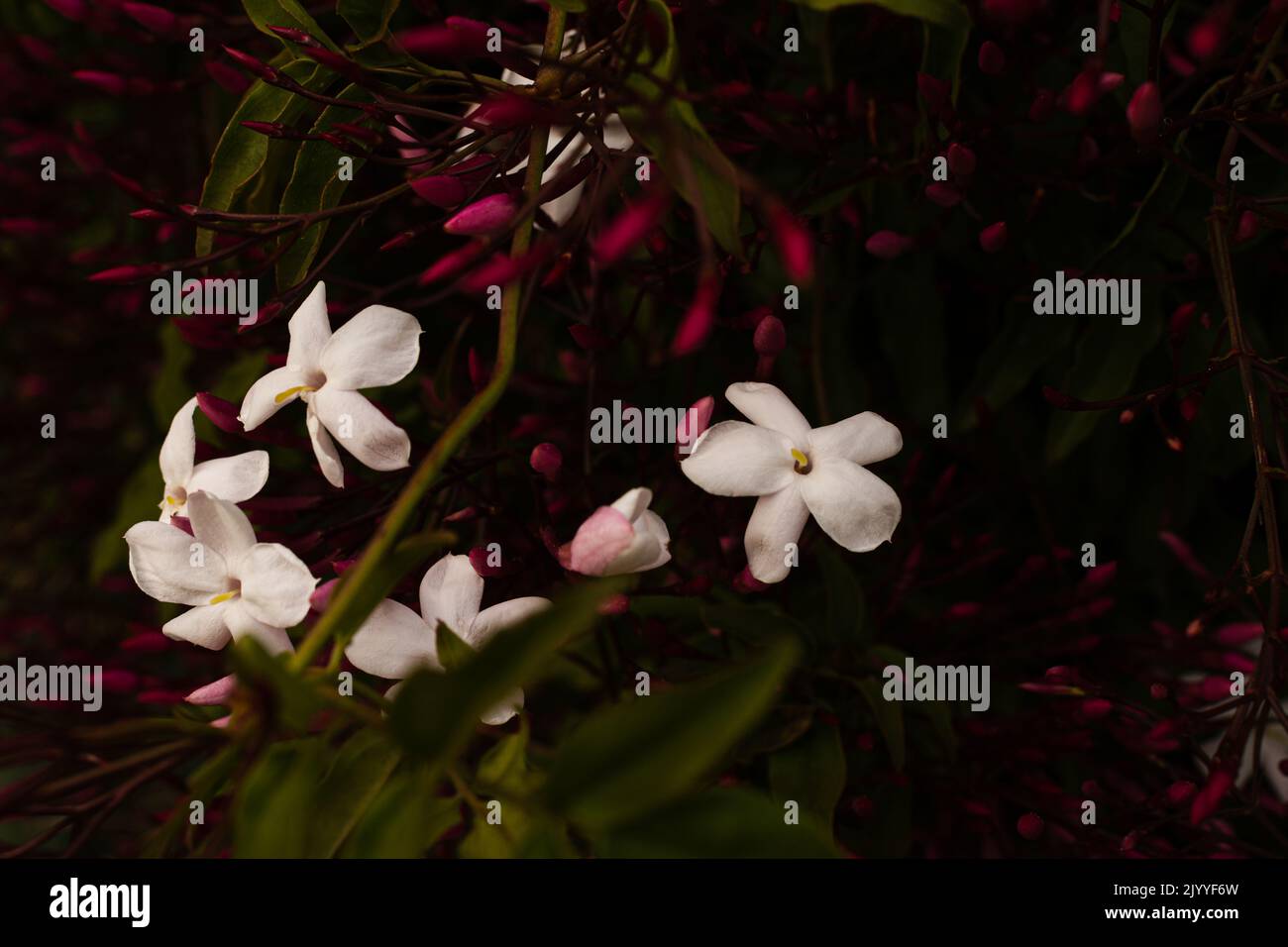 gros plan sur les fleurs de jasmin Banque D'Images