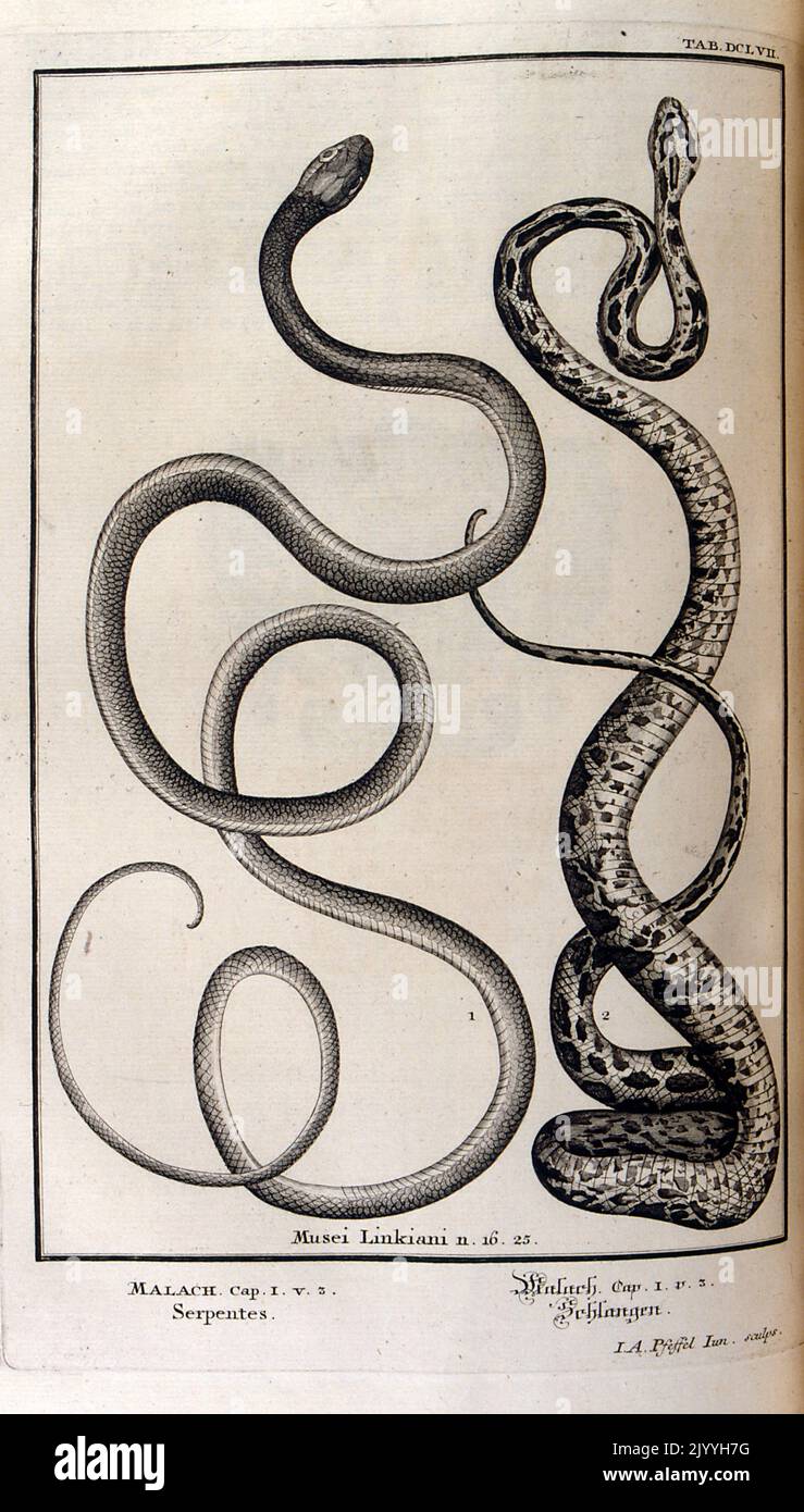 Ancienne gravure de maître de serpents; Musei Linkiani Serpents I, illustré par G. Pintz. L'illustration est définie dans un cadre orné. Banque D'Images