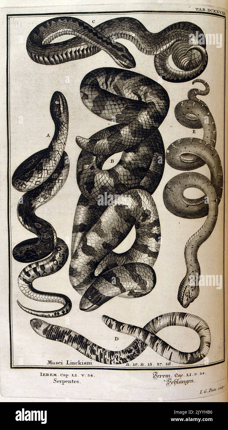 Ancienne gravure de maître de serpents; Musei Linkiani Serpents I, illustré par G. Pintz. L'illustration est définie dans un cadre orné. Banque D'Images