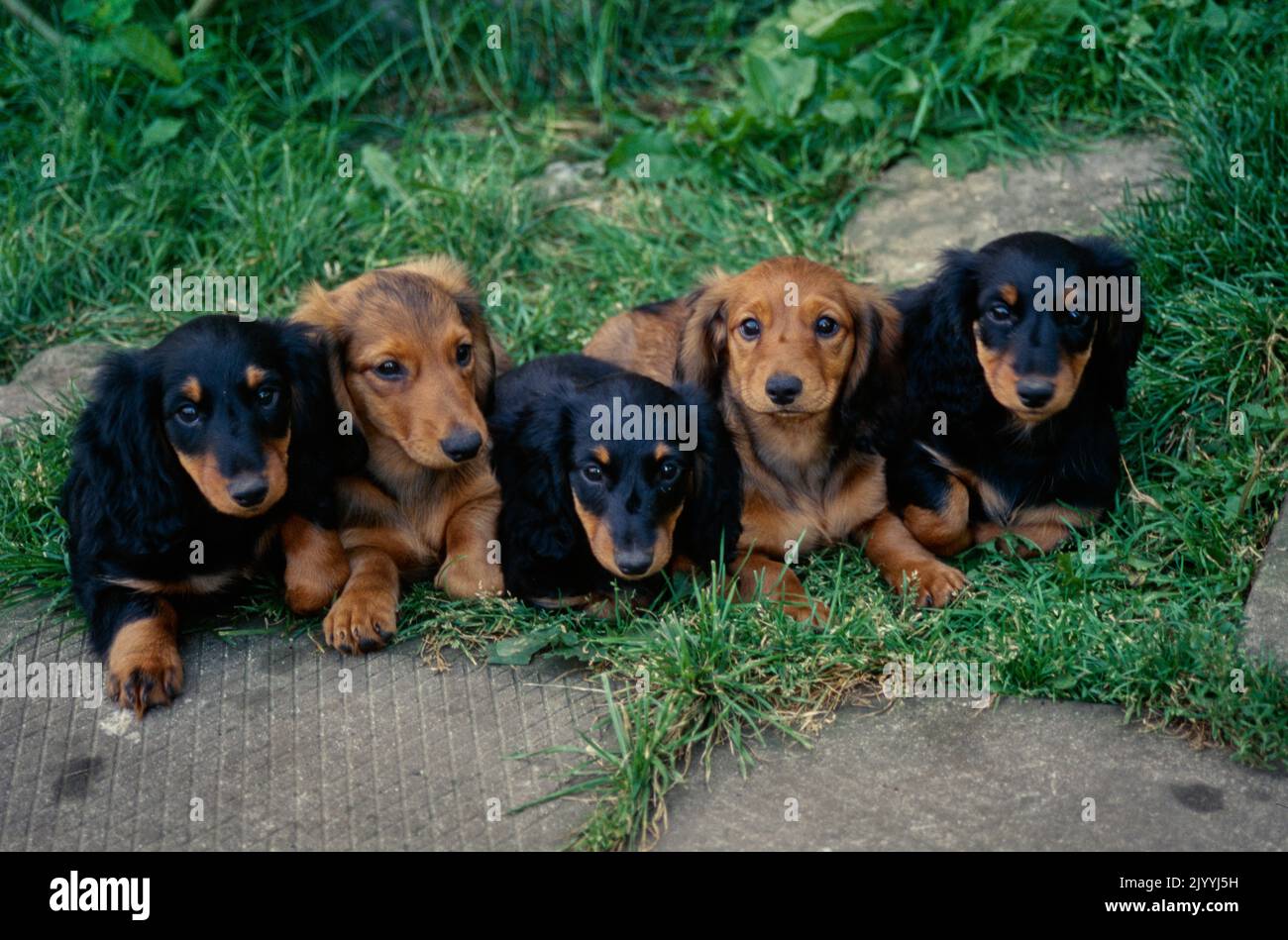 Chiots de Dachshund dans l'herbe Banque D'Images