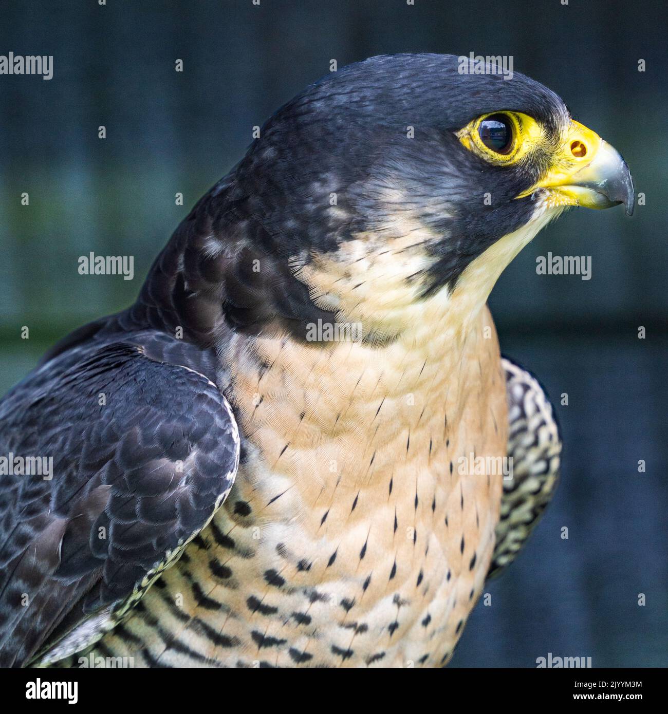 Gros plan sur un faucon pèlerin oiseau de proie Banque D'Images