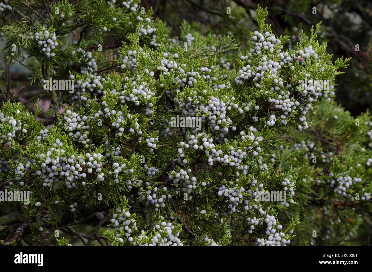 Cèdre rouge de l'est, Juniperus virginiana, fruit Banque D'Images