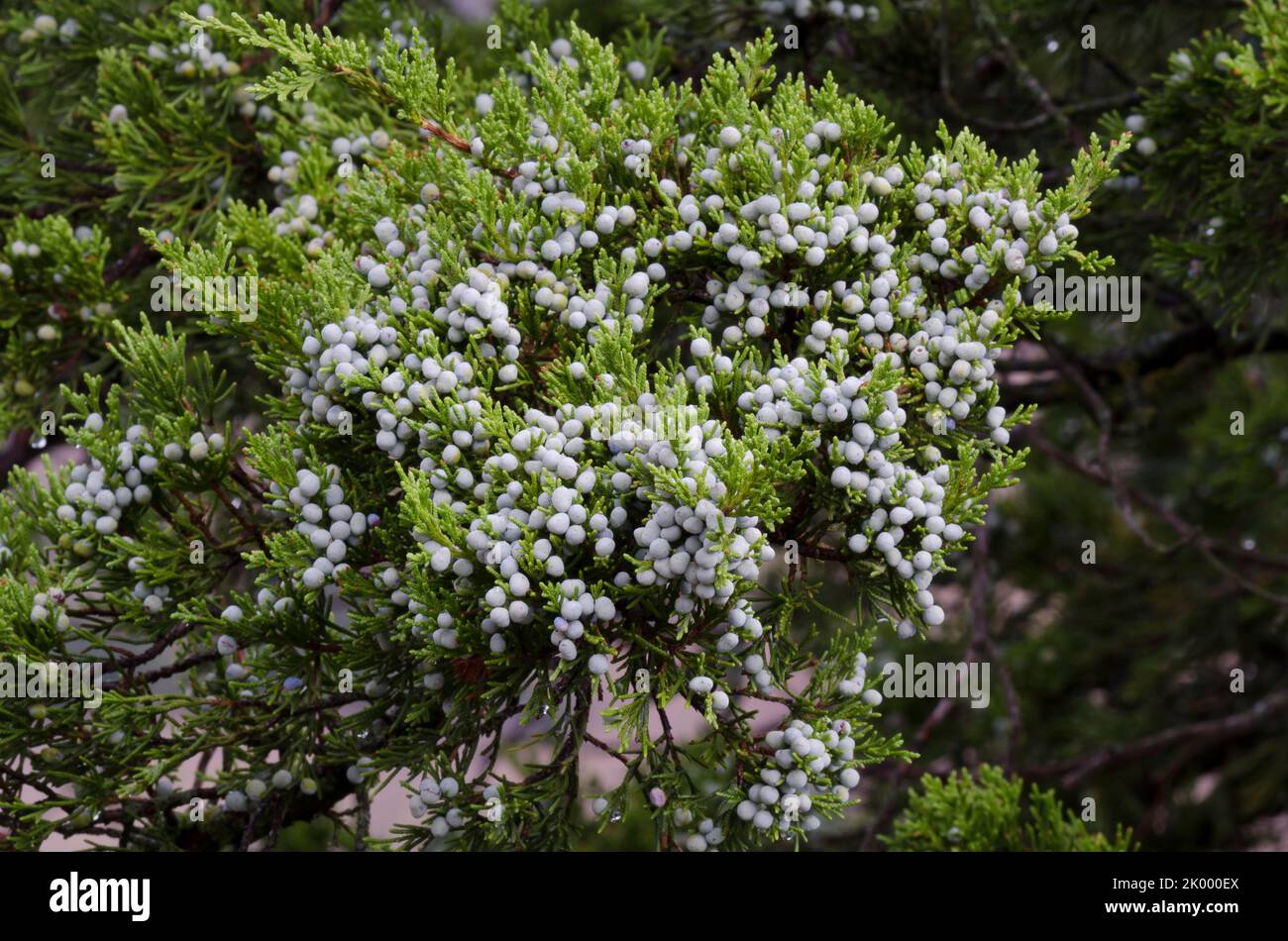 Cèdre rouge de l'est, Juniperus virginiana, fruit Banque D'Images