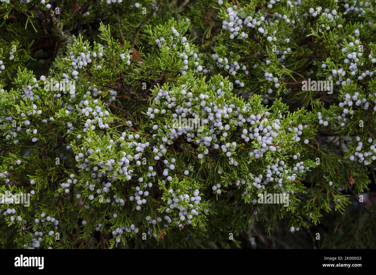 Cèdre rouge de l'est, Juniperus virginiana, fruit Banque D'Images