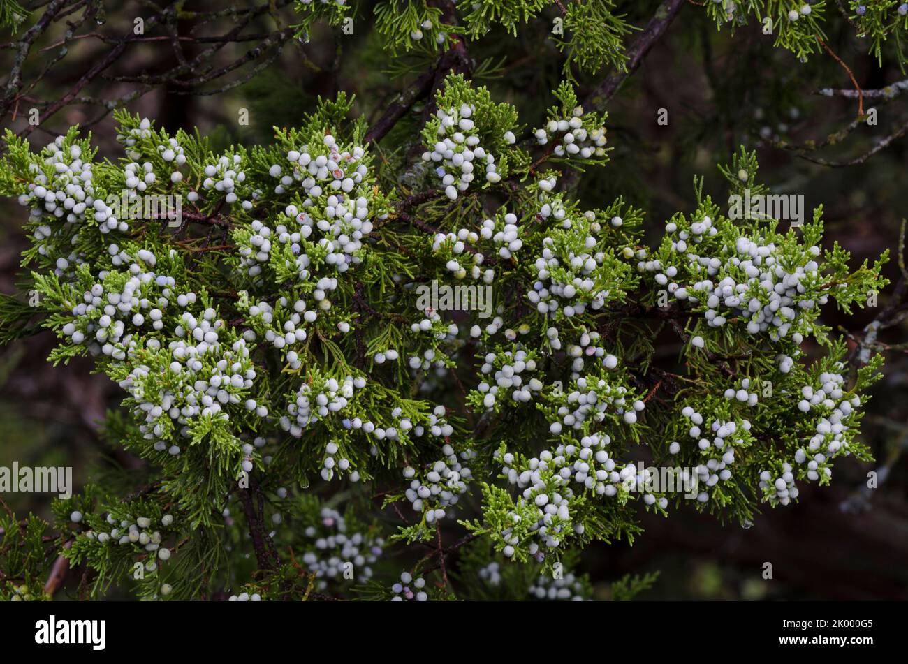 Cèdre rouge de l'est, Juniperus virginiana, fruit Banque D'Images