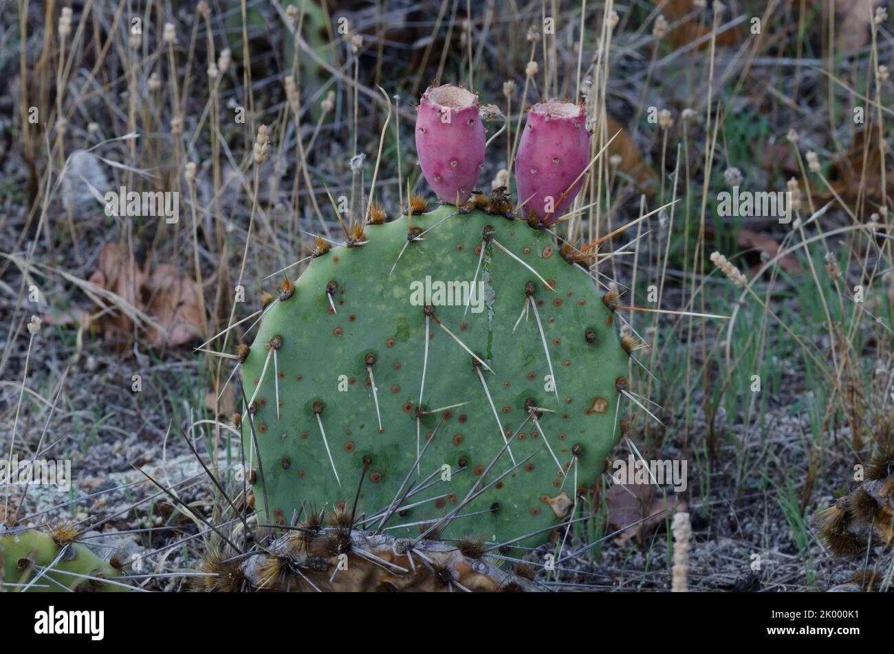 Plaines Prickly Pear, Opuntia macrorhiza, avec fruits Banque D'Images