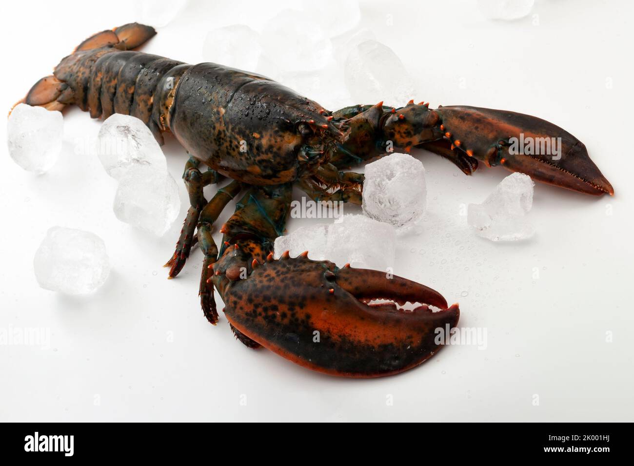 Homard frais vivant et cubes de glace isolés sur fond blanc concept pour un menu de fruits de mer coûteux, des espèces de crustacés marins et un délicieux repas sain Banque D'Images