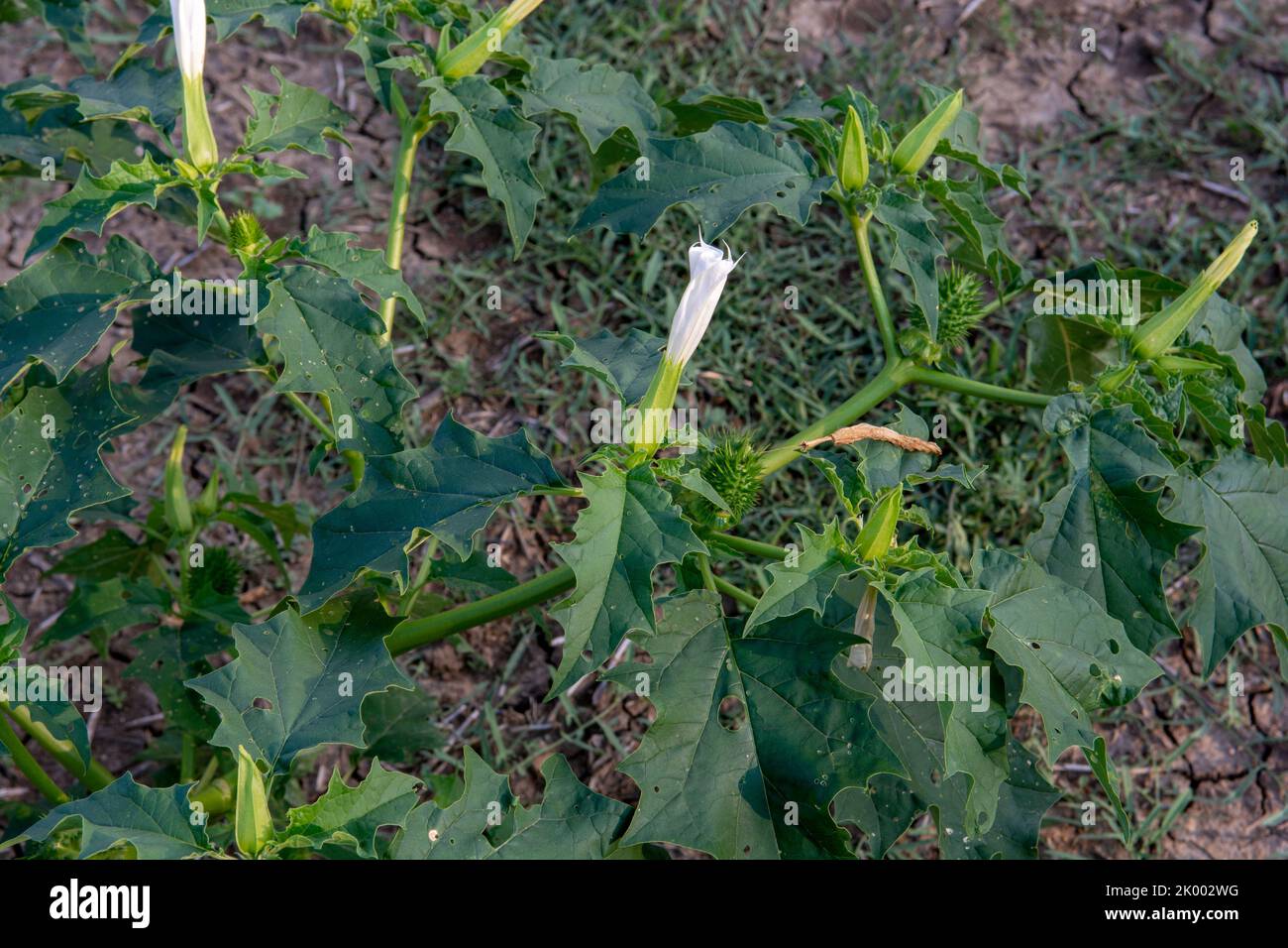 Hallucinogène plante trompette du diable (Datura stramonium). Fleur blanche de jimsonweed ( Jimson weed ), de la pomme de Thorn ou de l'escarre du diable. Banque D'Images