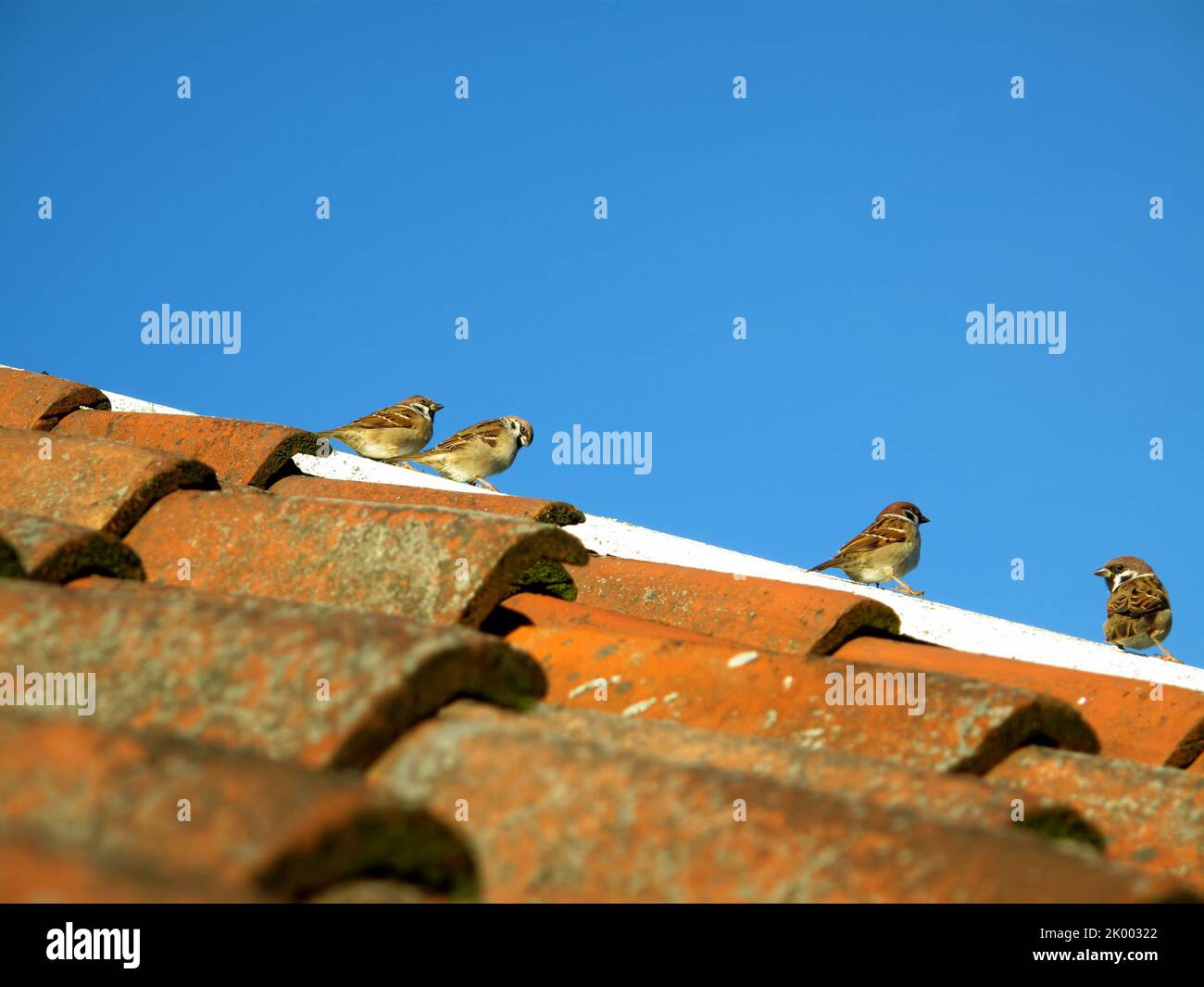 Jardin affamé. Une photo des moineaux assis sur le toit (Danemark). Banque D'Images