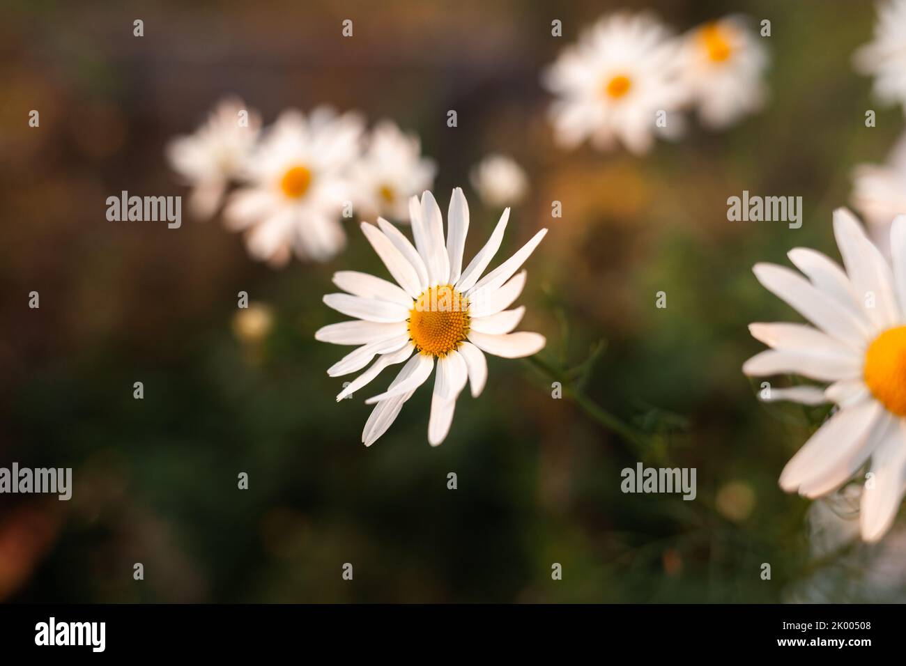 Grande fleur de camomille sur fond flou, gros plan. Camomille dans la nature. Camomille avec pétales blancs pour poster, calendrier, poste, économiseur d'écran, carte Banque D'Images