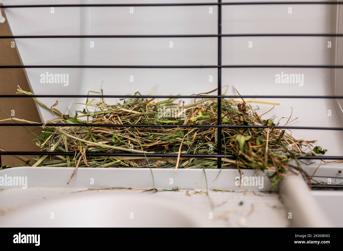 Râtelier à foin à l'intérieur d'une petite cage de cobaye animale. Banque D'Images