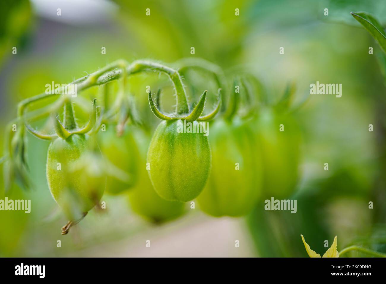 Les tomates cerises poussent dans le jardin. Les tomates cerises commencent à mûrir sur la brousse. Banque D'Images