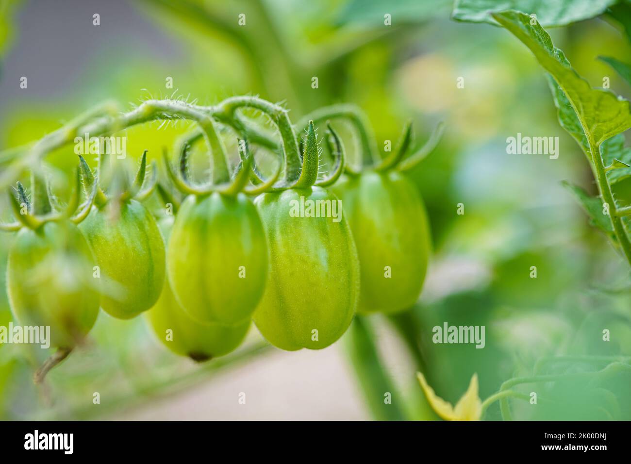 Les tomates cerises poussent dans le jardin. Les tomates cerises commencent à mûrir sur la brousse. Banque D'Images
