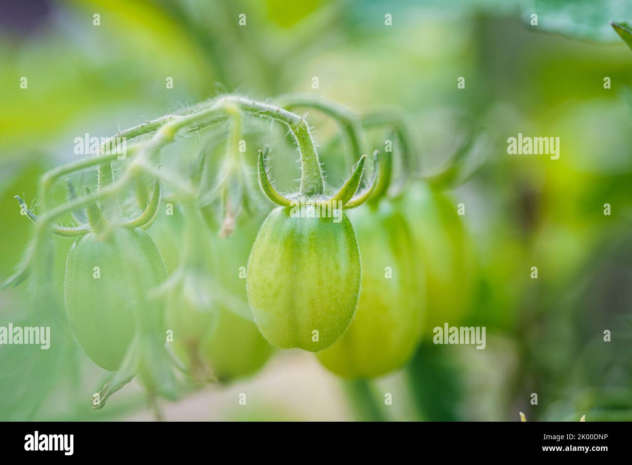 Les tomates cerises poussent dans le jardin. Les tomates cerises commencent à mûrir sur la brousse. Banque D'Images