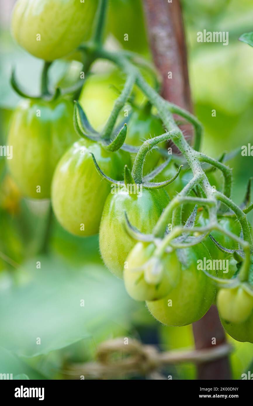 Les tomates cerises poussent dans le jardin. Les tomates cerises commencent à mûrir sur la brousse. Banque D'Images