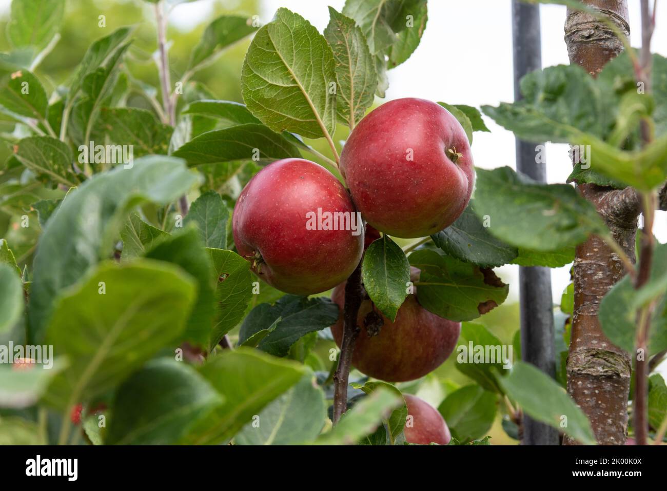 Apple Malus domestica « Diable rouge » Banque D'Images