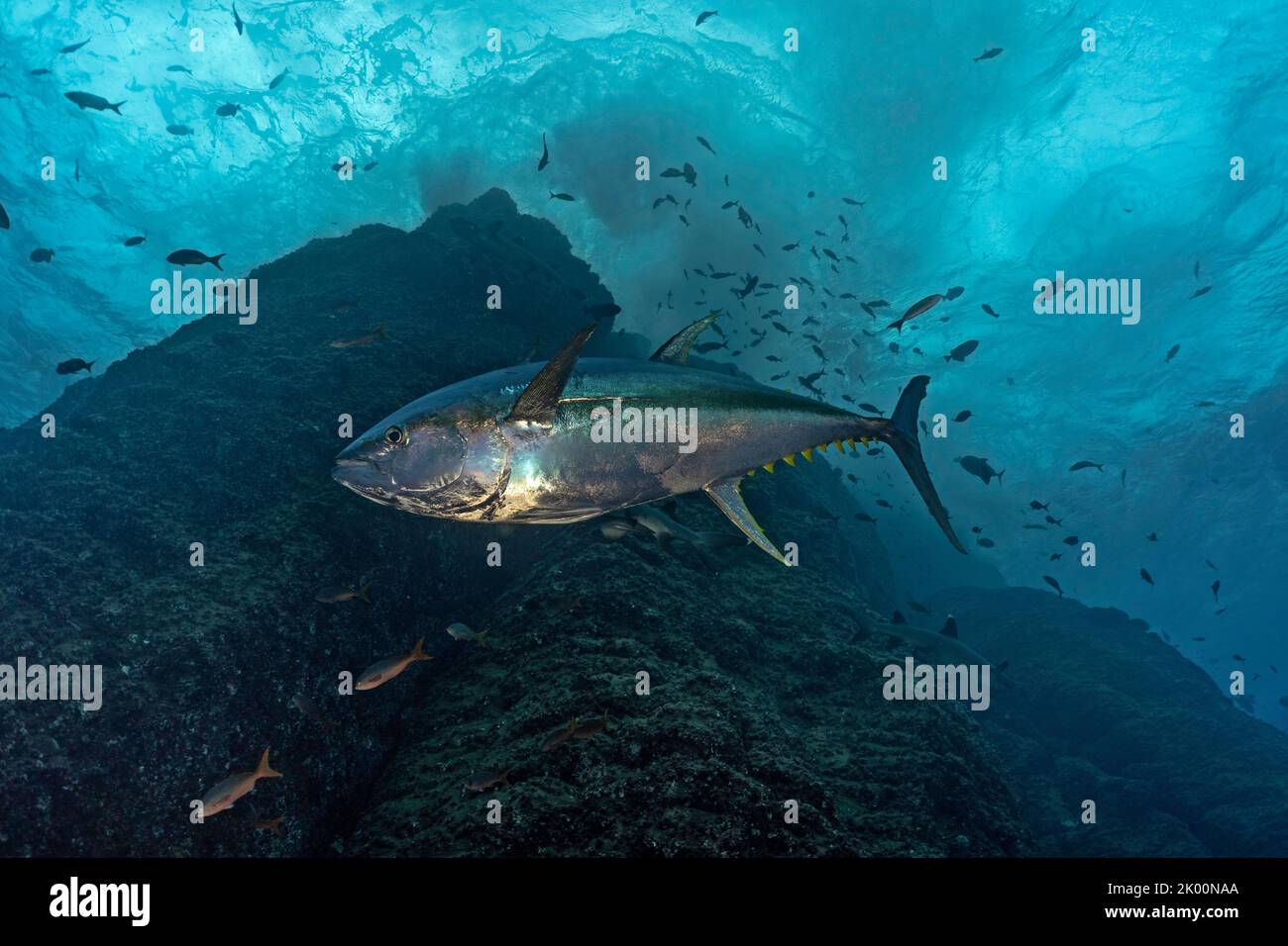 Thon jaune (Thunnus albacarens) nageant près d'une montagne sous-marine à Roca Partida Banque D'Images