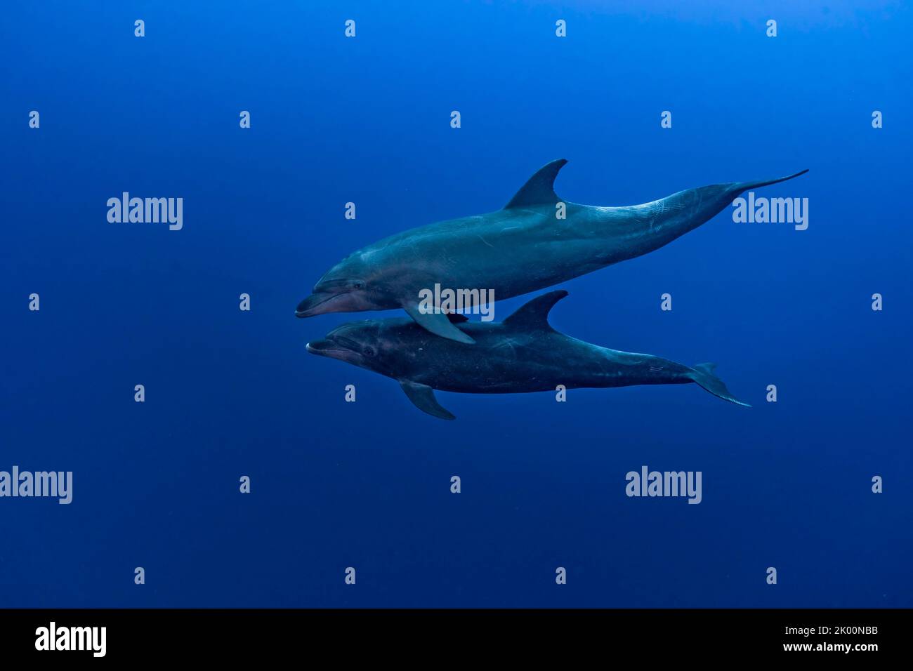 Couple de dauphins à nez de bouteille (Tursiops truncatus) nageant dans le bleu. Banque D'Images