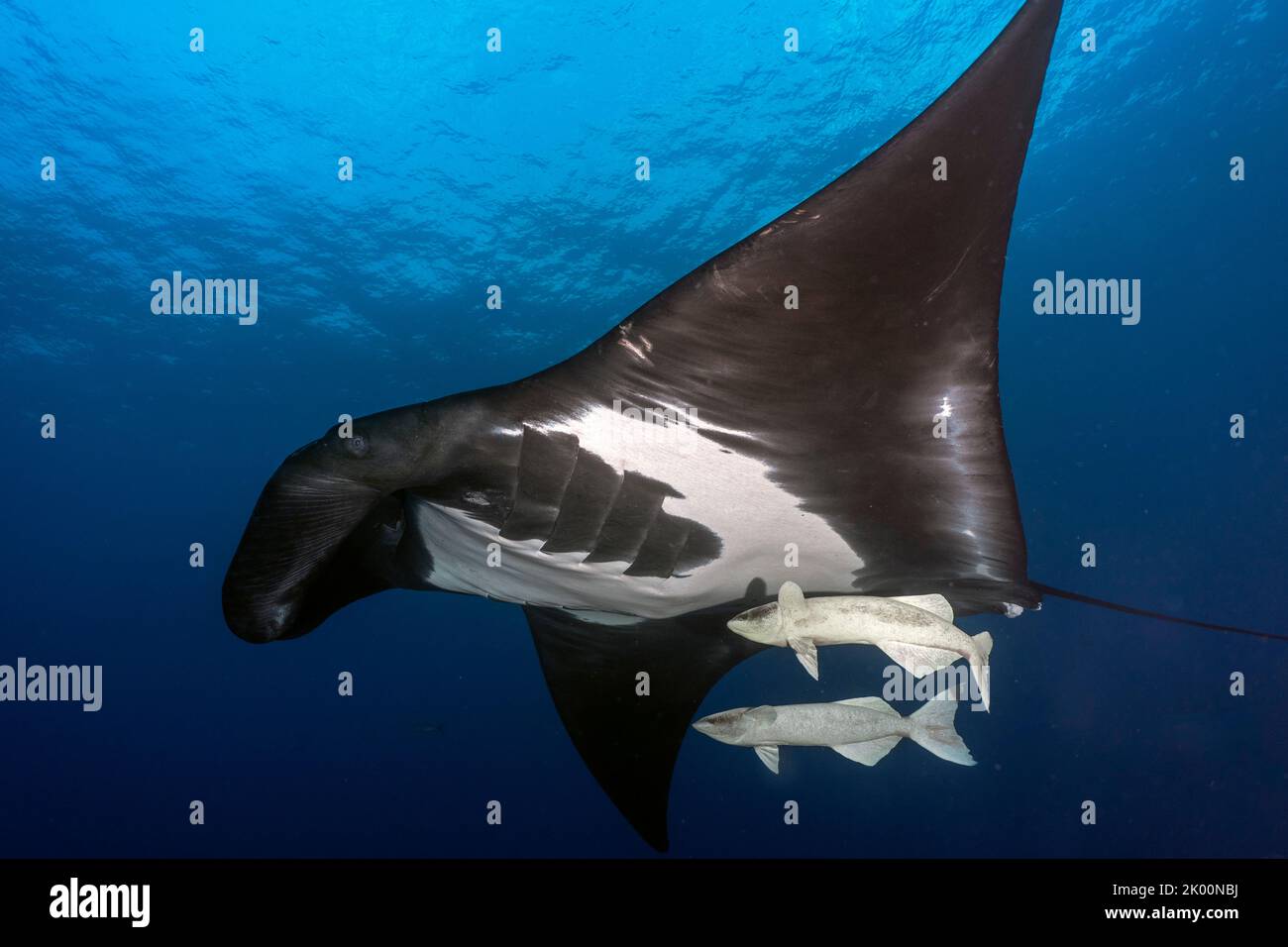 Manta océanique (mobula birostris) natation dans le bleu avec deux remoras océaniques Banque D'Images