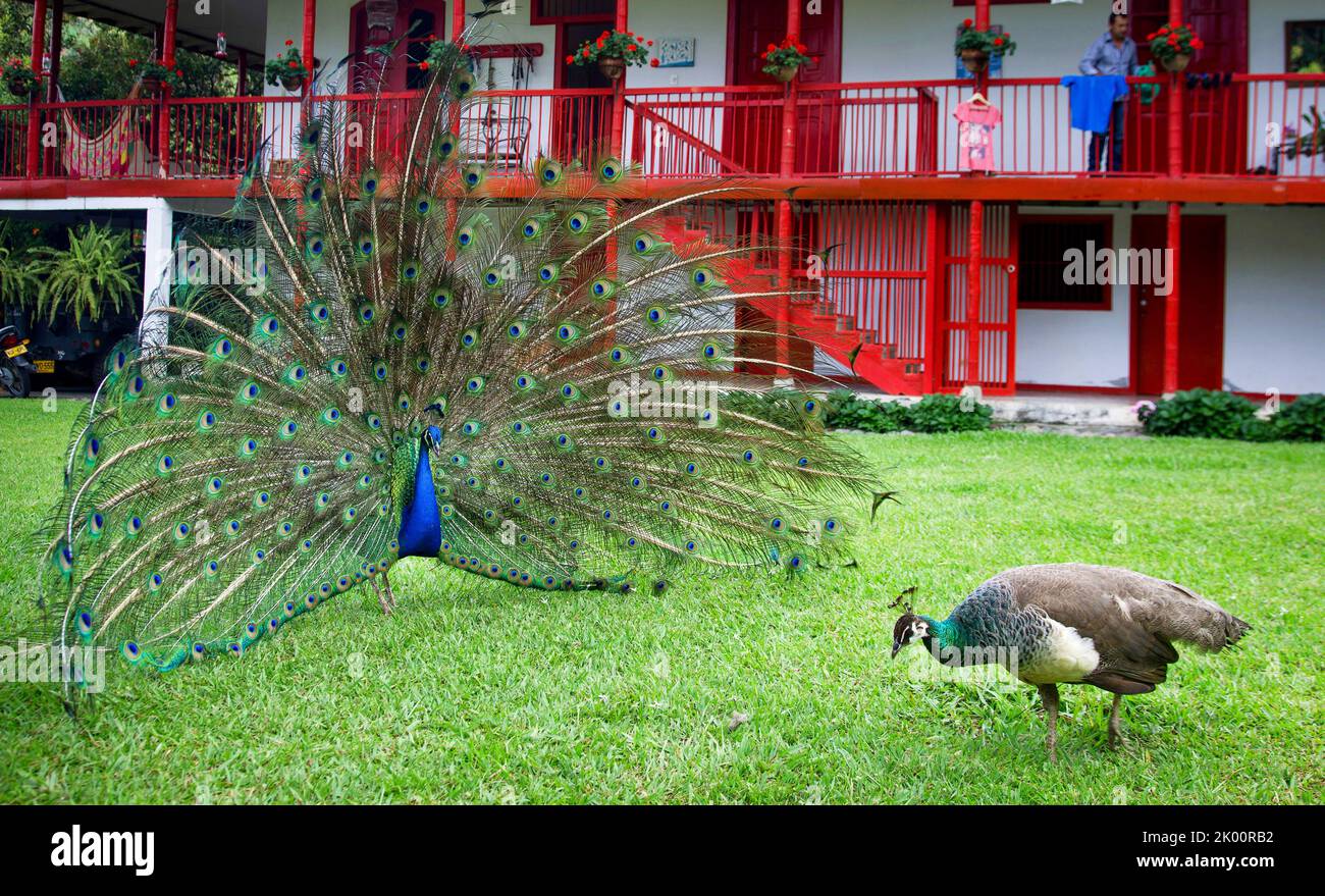 Colombie, le bâtiment principal de la ferme de café Venecia près de Manizales est également une Hacienda où les touristes peuvent rester. Banque D'Images