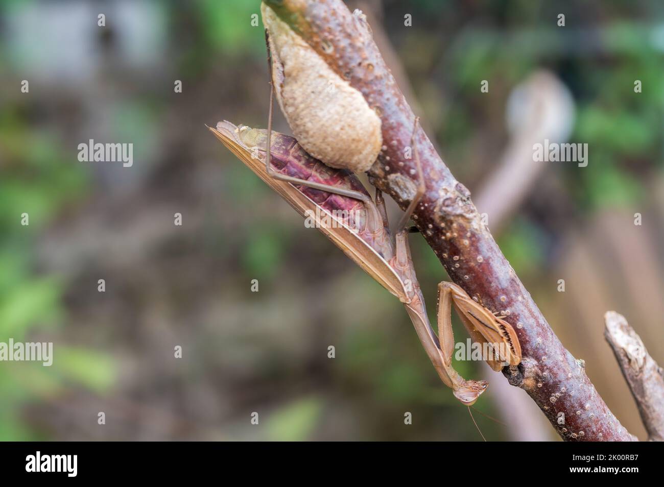 Mantis européenne priant ses œufs dans la région Banque D'Images
