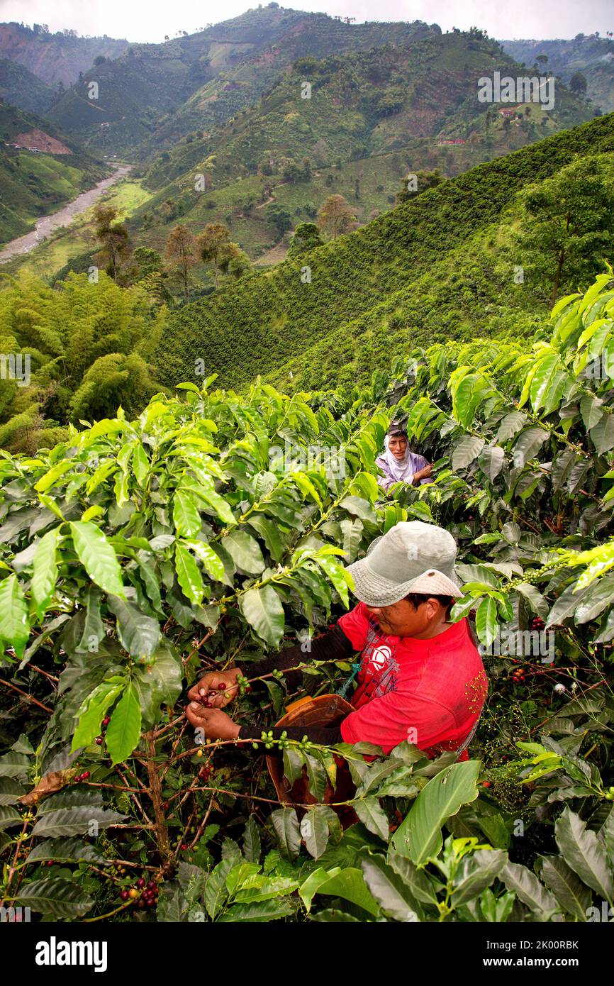 Colombie, ferme de café Venecia près de Manizales. Les cueilleurs au travail dans la plantation récoltant les grains de café mûrs rouges des branches du boisseau de café Banque D'Images Colombie, ferme de café Venecia près de Manizales. Les cueilleurs au travail dans la plantation récoltant les grains de café mûrs rouges des branches du boisseau de café Banque D'Images