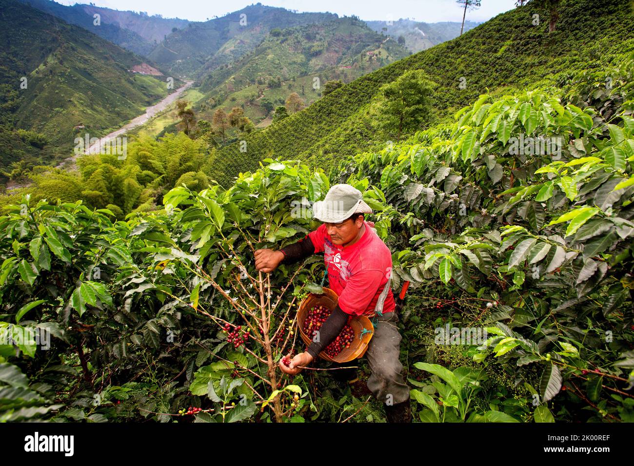 Colombie, ferme de café Venecia près de Manizales. Les cueilleurs au travail dans la plantation récoltant les grains de café mûrs rouges des branches du boisseau de café Banque D'Images Colombie, ferme de café Venecia près de Manizales. Les cueilleurs au travail dans la plantation récoltant les grains de café mûrs rouges des branches du boisseau de café Banque D'Images