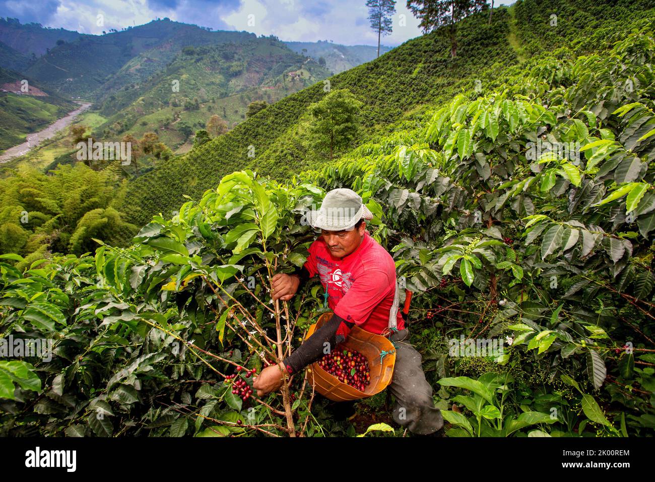 Colombie, ferme de café Venecia près de Manizales. Les cueilleurs au travail dans la plantation récoltant les grains de café mûrs rouges des branches du boisseau de café Banque D'Images Colombie, ferme de café Venecia près de Manizales. Les cueilleurs au travail dans la plantation récoltant les grains de café mûrs rouges des branches du boisseau de café Banque D'Images