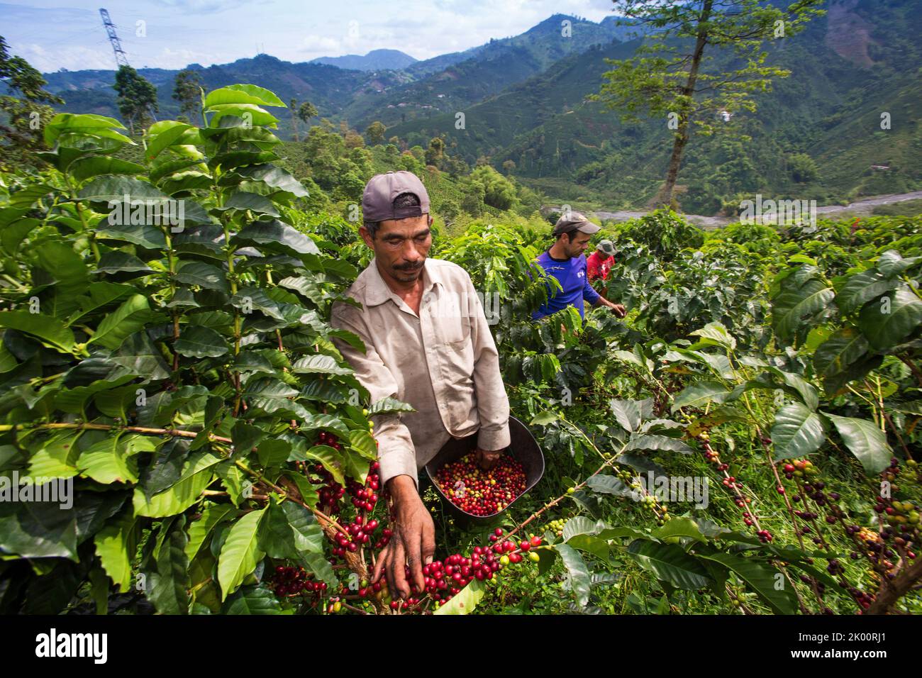 Colombie, ferme de café Venecia près de Manizales. Les cueilleurs au travail dans la plantation récoltant les grains de café mûrs rouges des branches du boisseau de café Banque D'Images Colombie, ferme de café Venecia près de Manizales. Les cueilleurs au travail dans la plantation récoltant les grains de café mûrs rouges des branches du boisseau de café Banque D'Images