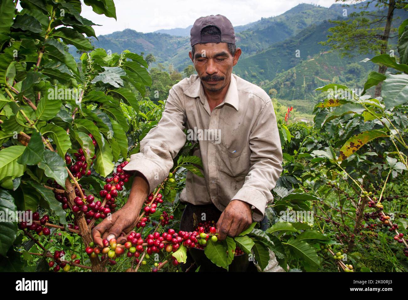Colombie, ferme de café Venecia près de Manizales. Les cueilleurs au travail dans la plantation récoltant les grains de café mûrs rouges des branches du boisseau de café Banque D'Images Colombie, ferme de café Venecia près de Manizales. Les cueilleurs au travail dans la plantation récoltant les grains de café mûrs rouges des branches du boisseau de café Banque D'Images