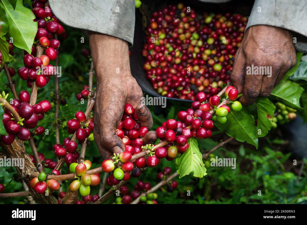 Colombie, ferme de café Venecia près de Manizales. Les cueilleurs au travail dans la plantation récoltant les grains de café mûrs rouges des branches du boisseau de café Banque D'Images Colombie, ferme de café Venecia près de Manizales. Les cueilleurs au travail dans la plantation récoltant les grains de café mûrs rouges des branches du boisseau de café Banque D'Images