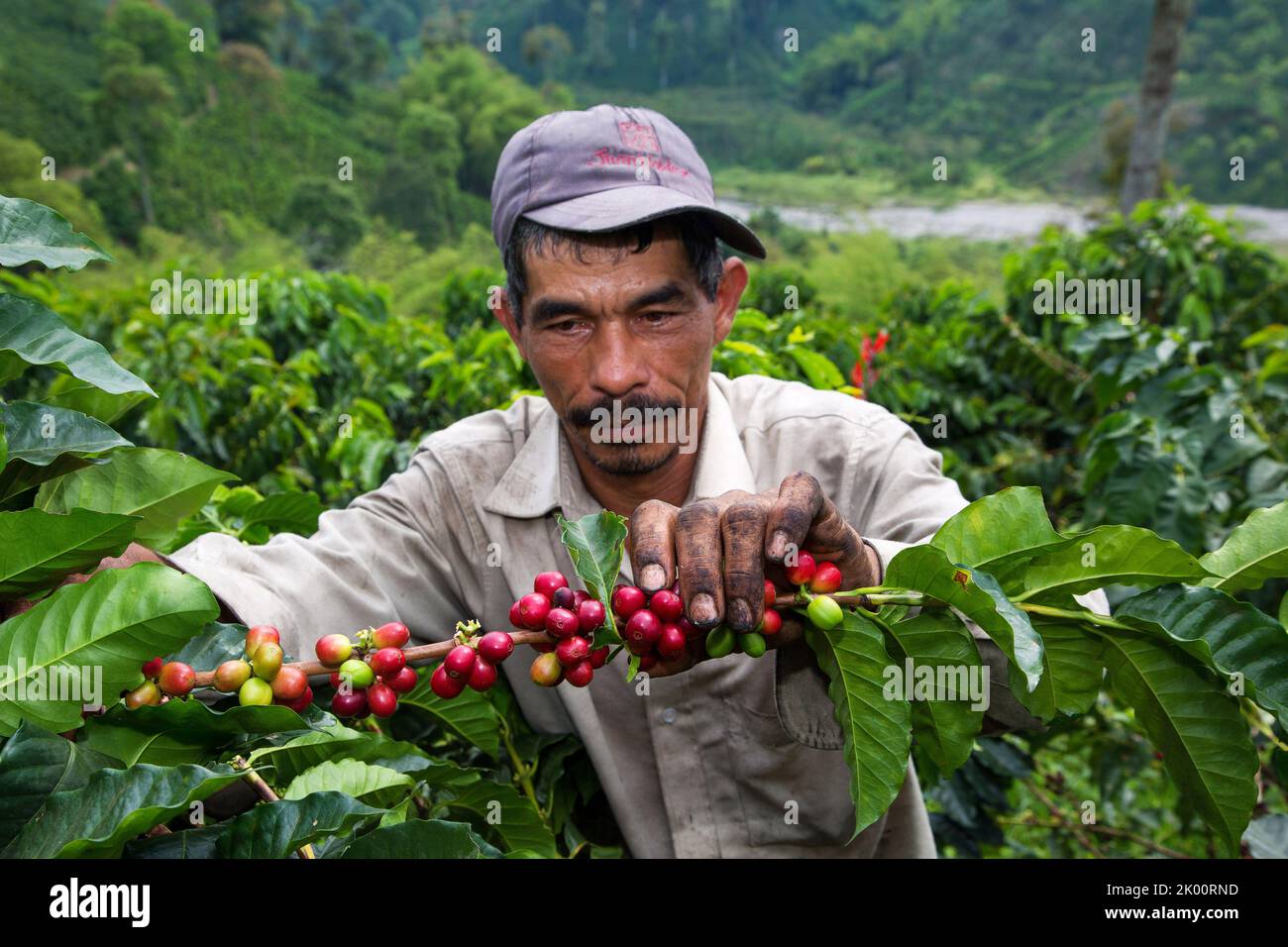 Colombie, ferme de café Venecia près de Manizales. Les cueilleurs au travail dans la plantation récoltant les grains de café mûrs rouges des branches du boisseau de café Banque D'Images Colombie, ferme de café Venecia près de Manizales. Les cueilleurs au travail dans la plantation récoltant les grains de café mûrs rouges des branches du boisseau de café Banque D'Images