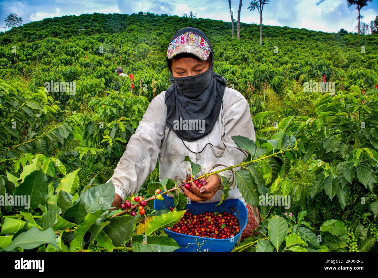 Colombie, ferme de café Venecia près de Manizales. Les cueilleurs au travail dans la plantation récoltant les grains de café mûrs rouges des branches du boisseau de café Banque D'Images Colombie, ferme de café Venecia près de Manizales. Les cueilleurs au travail dans la plantation récoltant les grains de café mûrs rouges des branches du boisseau de café Banque D'Images