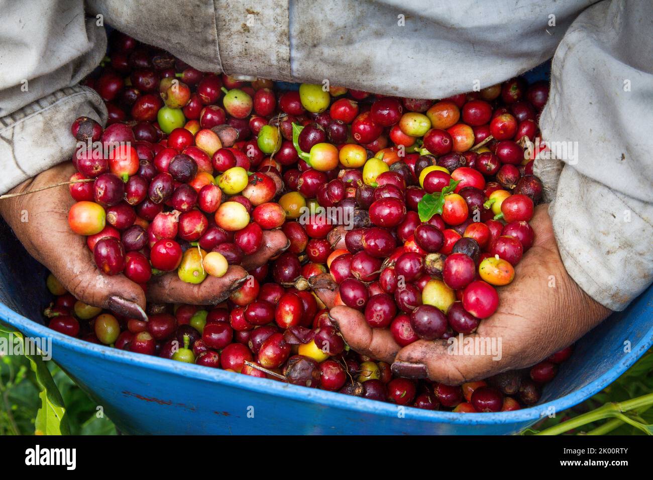 Colombie, ferme de café Venecia près de Manizales. Les cueilleurs au travail dans la plantation récoltant les grains de café mûrs rouges des branches du boisseau de café Banque D'Images Colombie, ferme de café Venecia près de Manizales. Les cueilleurs au travail dans la plantation récoltant les grains de café mûrs rouges des branches du boisseau de café Banque D'Images