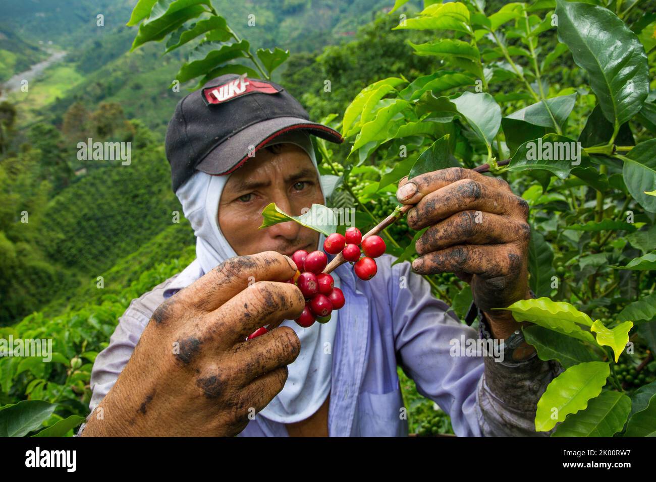 Colombie, ferme de café Venecia près de Manizales. Les cueilleurs au travail dans la plantation récoltant les grains de café mûrs rouges des branches du boisseau de café Banque D'Images Colombie, ferme de café Venecia près de Manizales. Les cueilleurs au travail dans la plantation récoltant les grains de café mûrs rouges des branches du boisseau de café Banque D'Images
