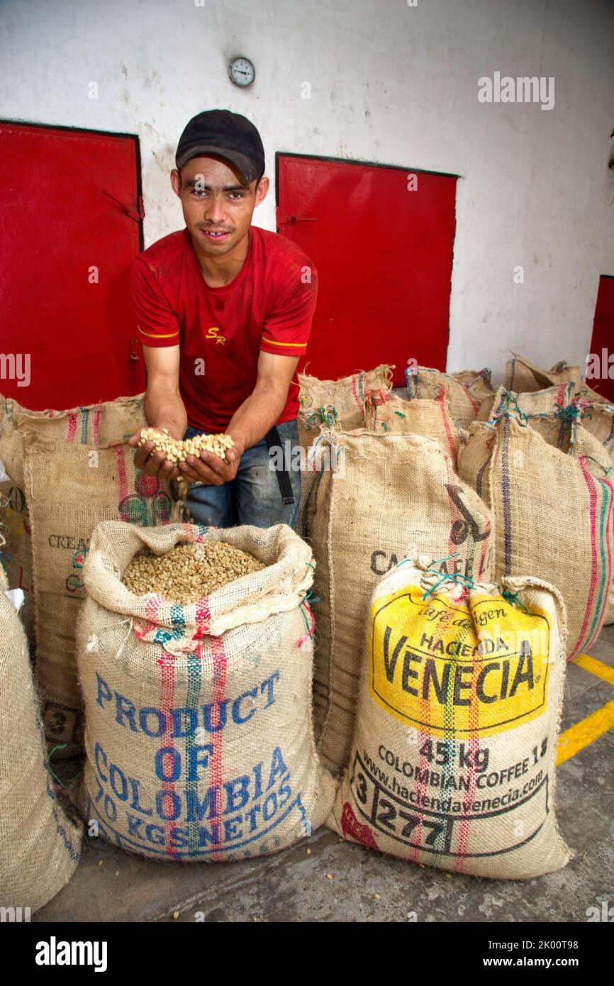 Colombie, un ouvrier au travail à la ferme de café Venecia près de Manizales.après les haricots récoltés ont eu le processus de séchage et de peeling il est mis dans Banque D'Images