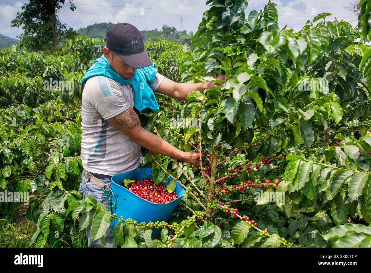 Colombie, ferme de café Venecia près de Manizales. Les cueilleurs au travail dans la plantation récoltant les grains de café mûrs rouges des branches du boisseau de café Banque D'Images Colombie, ferme de café Venecia près de Manizales. Les cueilleurs au travail dans la plantation récoltant les grains de café mûrs rouges des branches du boisseau de café Banque D'Images